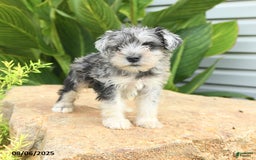 Miniature Schnauzer dogs for sale: Micky - Image 4