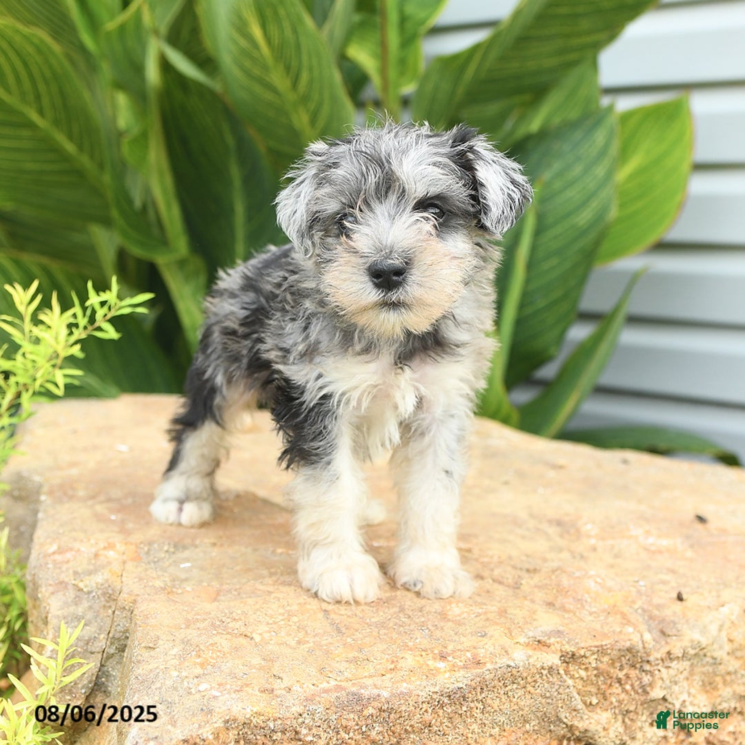 Miniature Schnauzer dogs for sale: Micky - Image 4