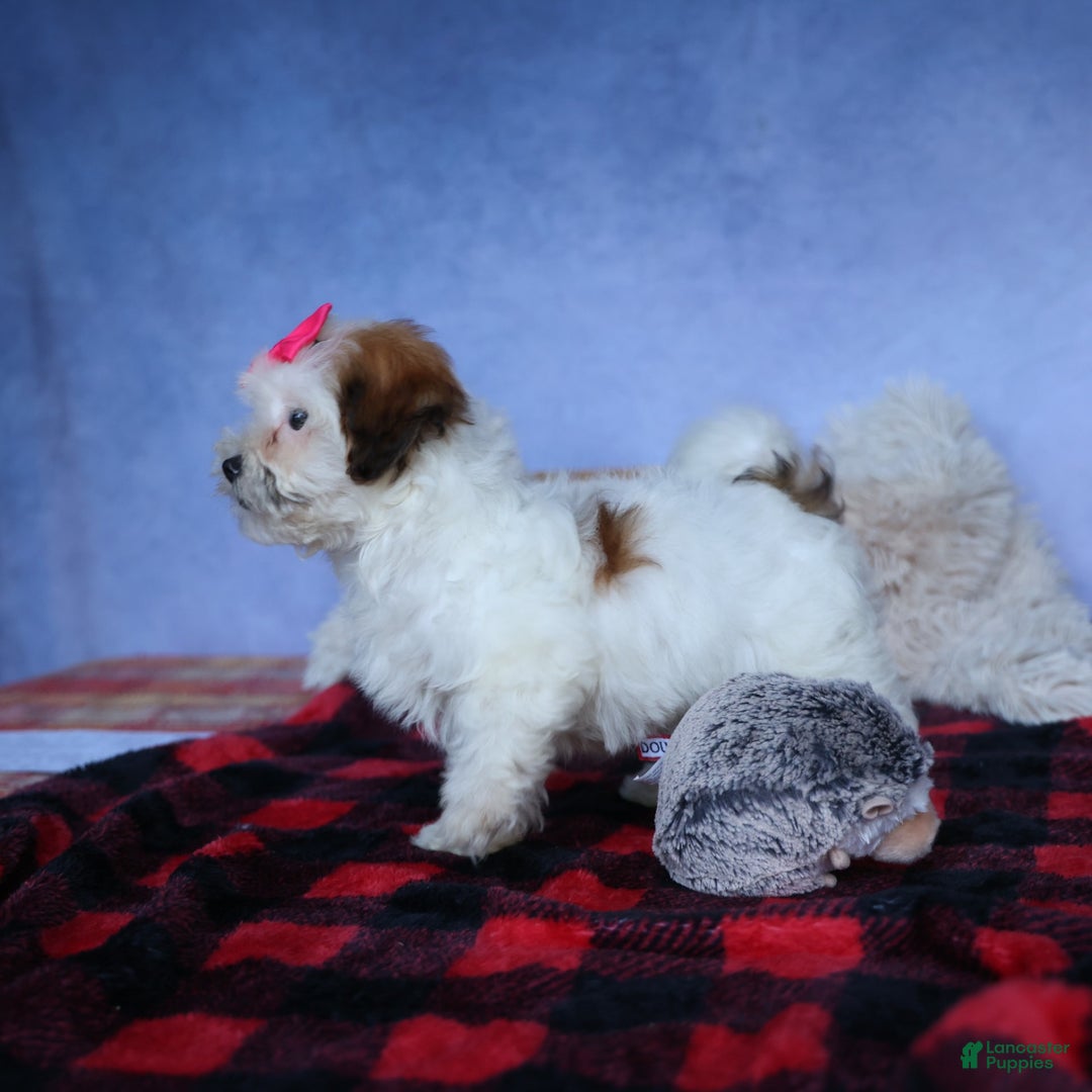 Shihpoo dogs for sale: Sophie - Image 14