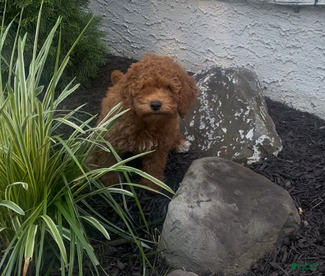 Cockapoo dogs for sale: Cupcake - Image 10