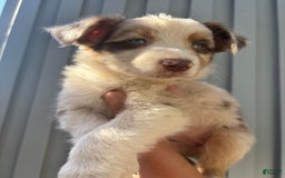 Australian Shepherd dogs for sale: Ember - Image 1