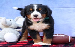 Bernese Mountain Dog dogs for sale: Snoopy - Image 7