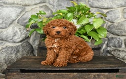 Cockapoo dogs for sale: Sky - Image 4