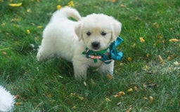 Golden Retriever dogs for sale: Tawny - Image 24