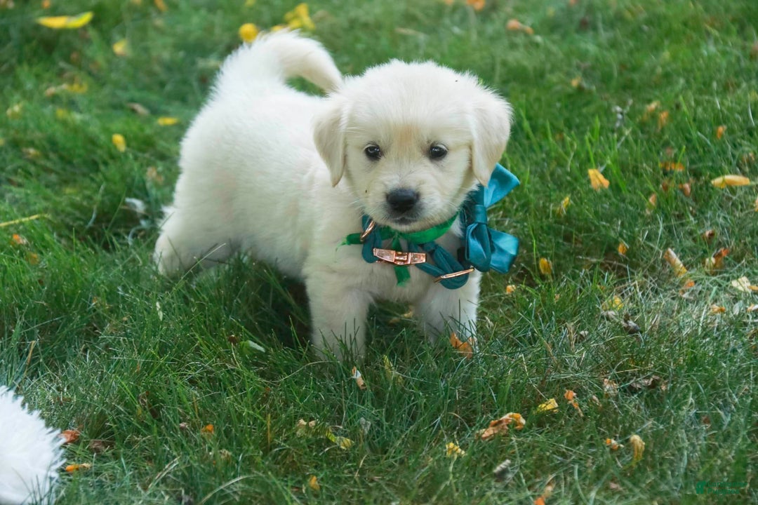 Golden Retriever dogs for sale: Tawny - Image 24