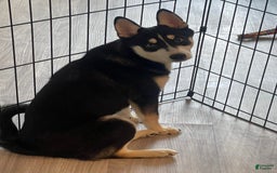 Alaskan Klee Kai dogs for sale: Naymeria - Image 11