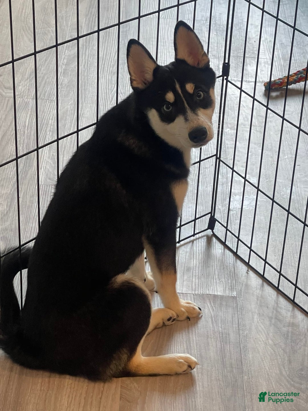 Alaskan Klee Kai dogs for sale: Naymeria - Image 11