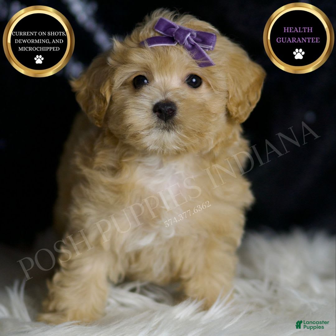 Maltipoo dogs for sale: Maltipoo 4 puppies - Image 13