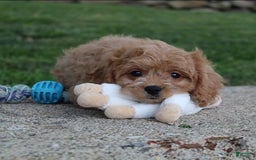 Cavapoo dogs for sale: Lance - Image 8