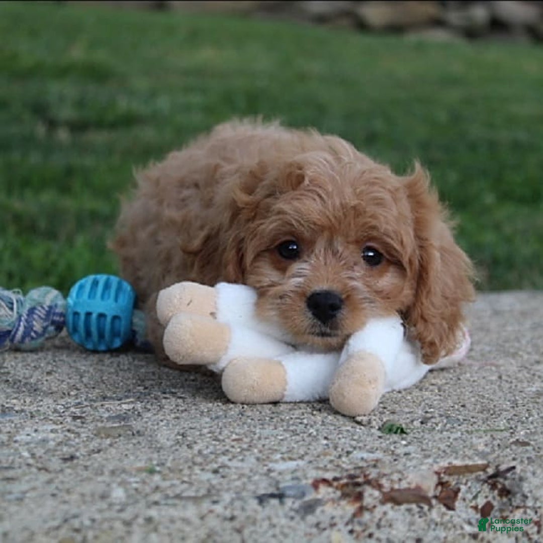Cavapoo dogs for sale: Lance - Image 8