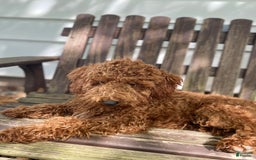  dogs for sale: Nova - Image 6