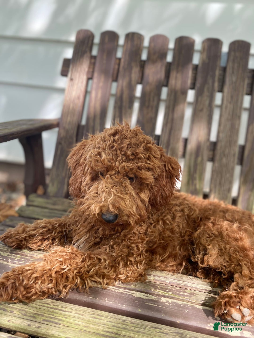  dogs for sale: Nova - Image 6