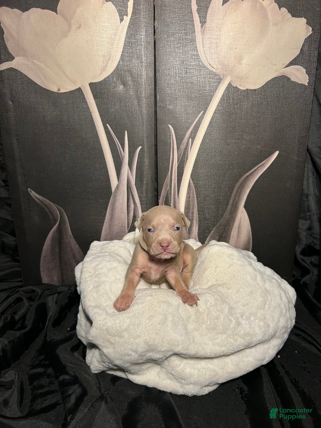 American Bully dogs for sale: Smurf - Image 9