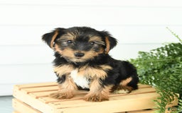 Yorkshire Terrier dogs for sale: Paisley - Image 3