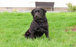 Labrador Retriever dogs for sale: Luna - Image 3