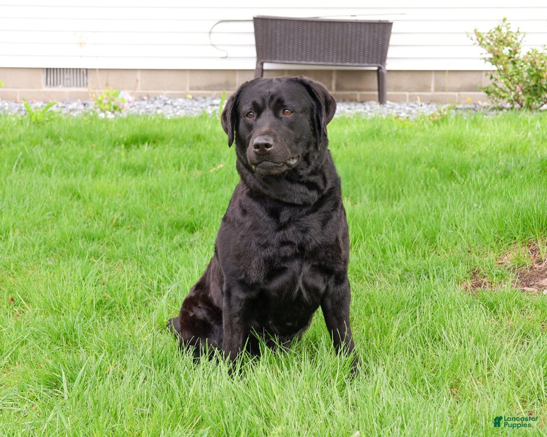 Labrador Retriever dogs for sale: Luna - Image 3