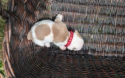 Olde English Bulldogge dogs for sale: Puck - Image 3