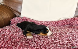 Greater Swiss Mountain Dog dogs for sale: Gemma - Image 1