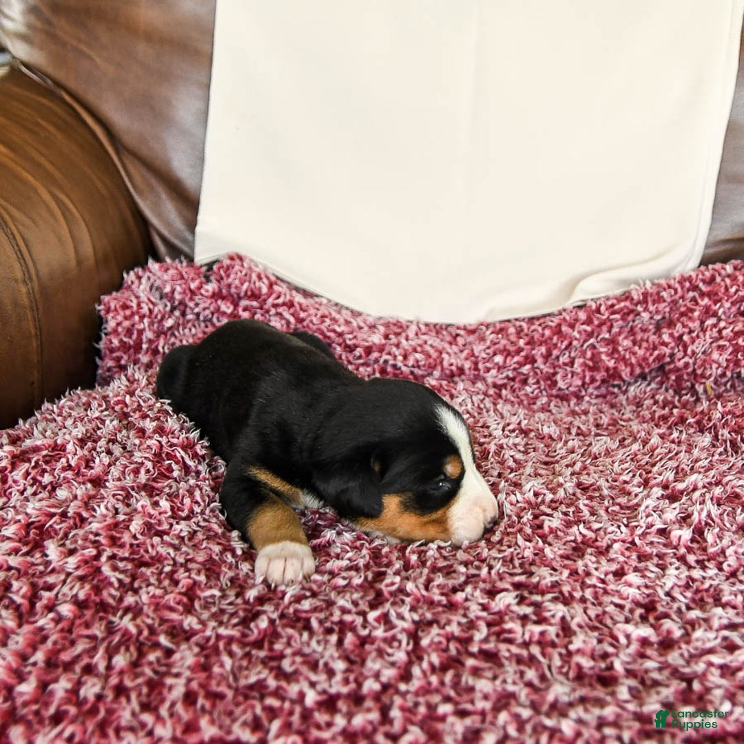 Greater Swiss Mountain Dog dogs for sale: Gemma - Image 1