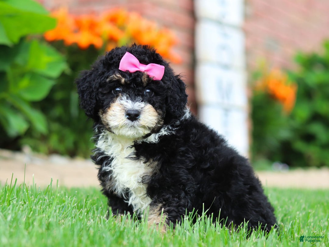 Mini Bernedoodle dogs for sale: Kaylee - Image 5