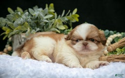 Shih Tzu dogs for sale: Teddy - Image 4