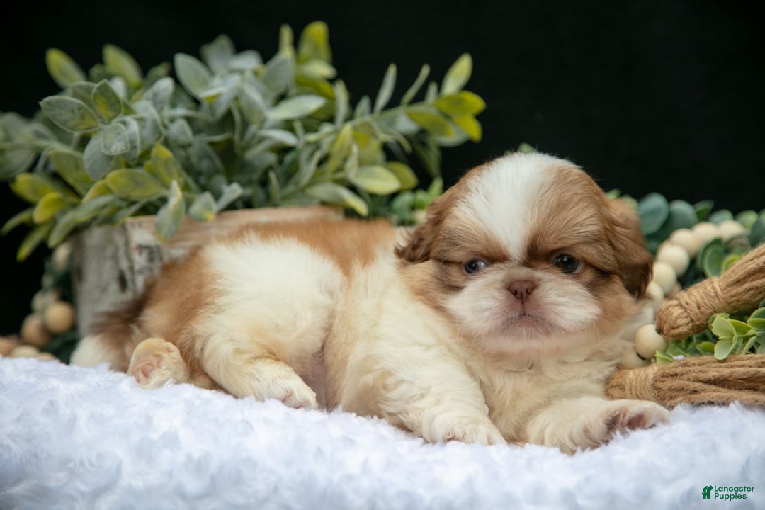 Shih Tzu dogs for sale: Teddy - Image 4