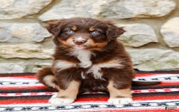 Australian Shepherd dogs for sale: Ocean - Image 5