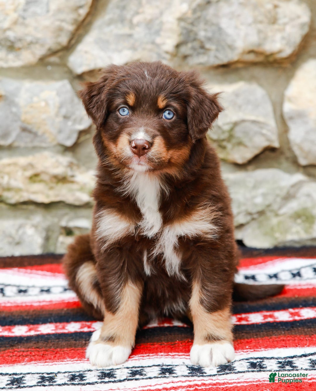 Australian Shepherd dogs for sale: Ocean - Image 5