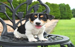 Jack Russell Terrier dogs for sale: Minnie - Image 3