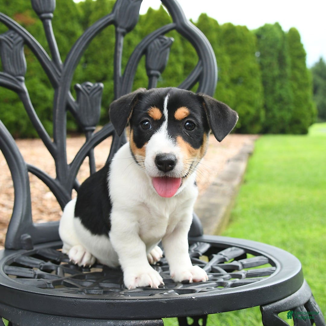 Jack Russell Terrier dogs for sale: Minnie - Image 3