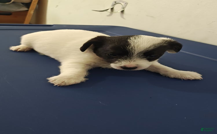 Jack Russell Terrier dogs for sale - Ad 1