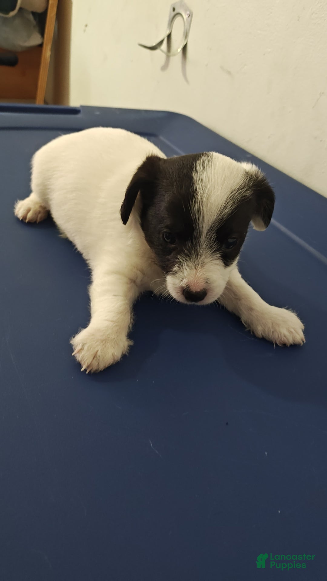 Jack Russell Terrier dogs for sale: Boy Black And White - Image 1