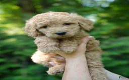 Goldendoodle dogs for sale: Gucci - Image 1
