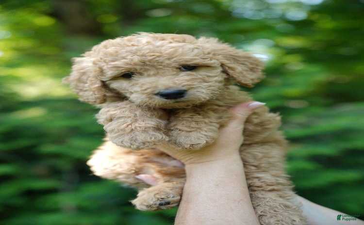 Goldendoodle dogs for sale - Ad 1