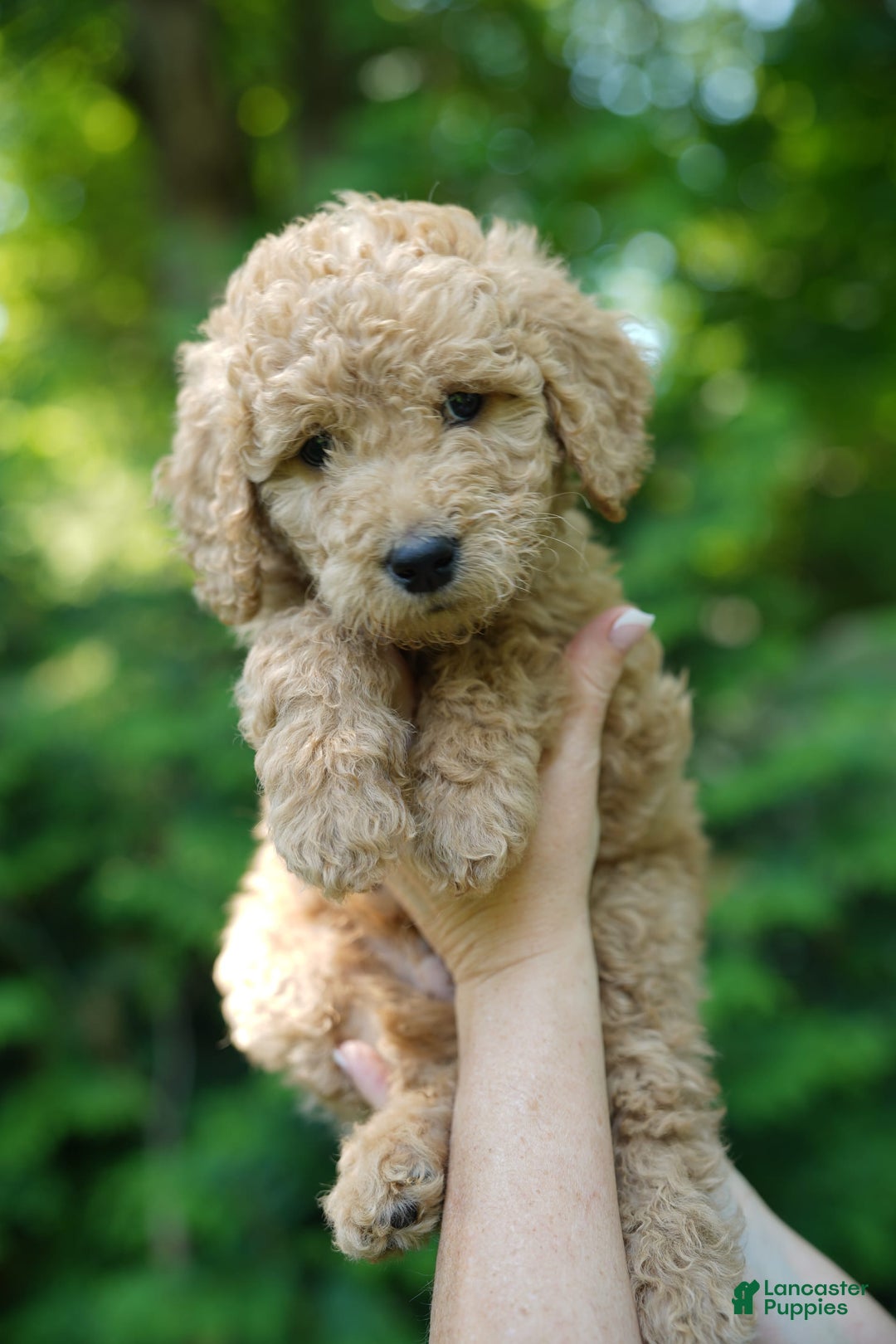 Goldendoodle dogs for sale: Gucci - Image 1
