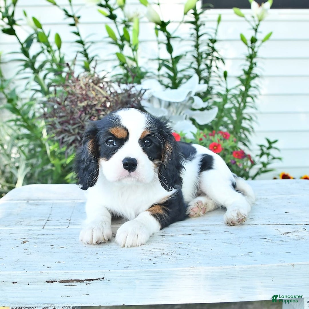 Cavalier King Charles Spaniel dogs for sale: Lola - Image 10