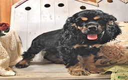 Cocker Spaniel dogs for sale: Banjo - Image 19