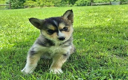 Gerberian Shepsky dogs for sale: Skye - Image 2