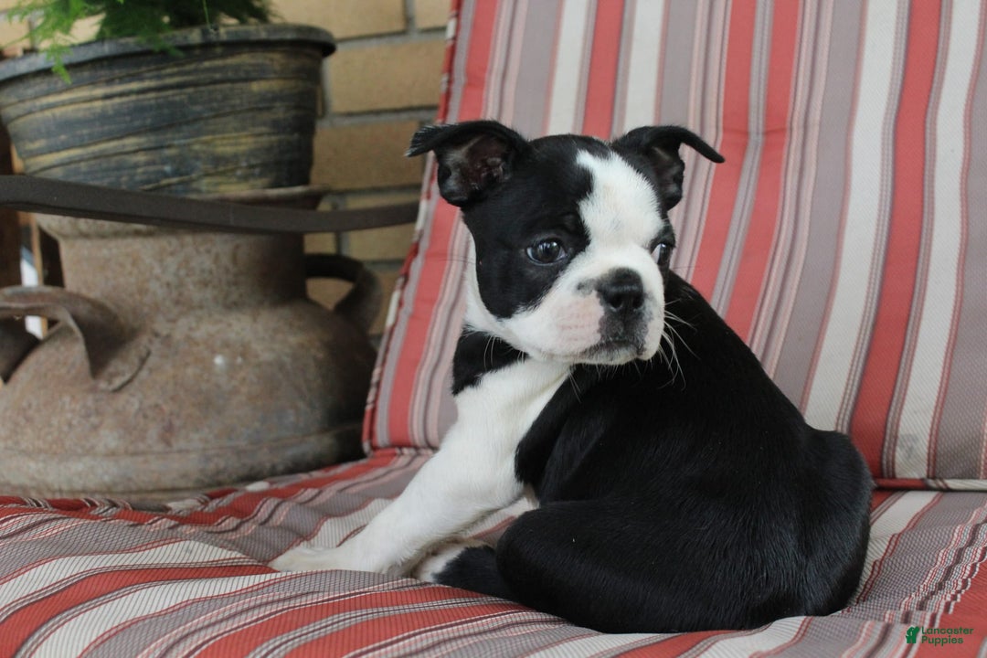 Frenchton dogs for sale: Pontiac - Image 7