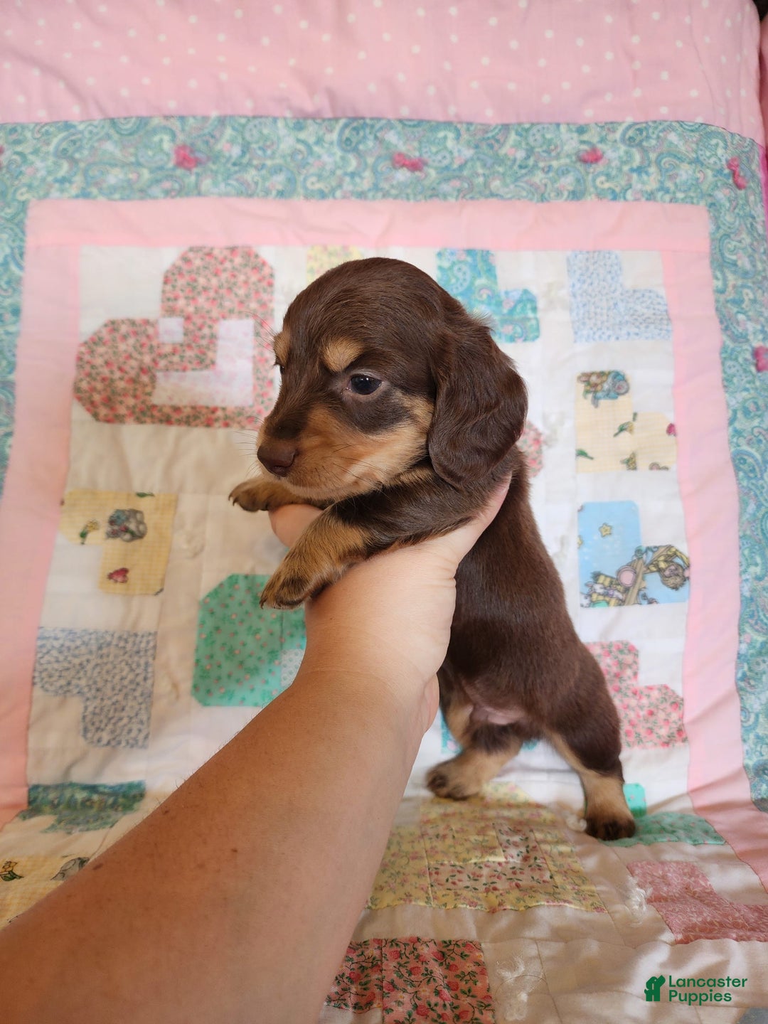 Miniature Dachshund dogs for sale: Casper - Image 12