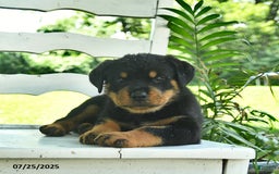 Rottweiler dogs for sale: Teddy - Image 2