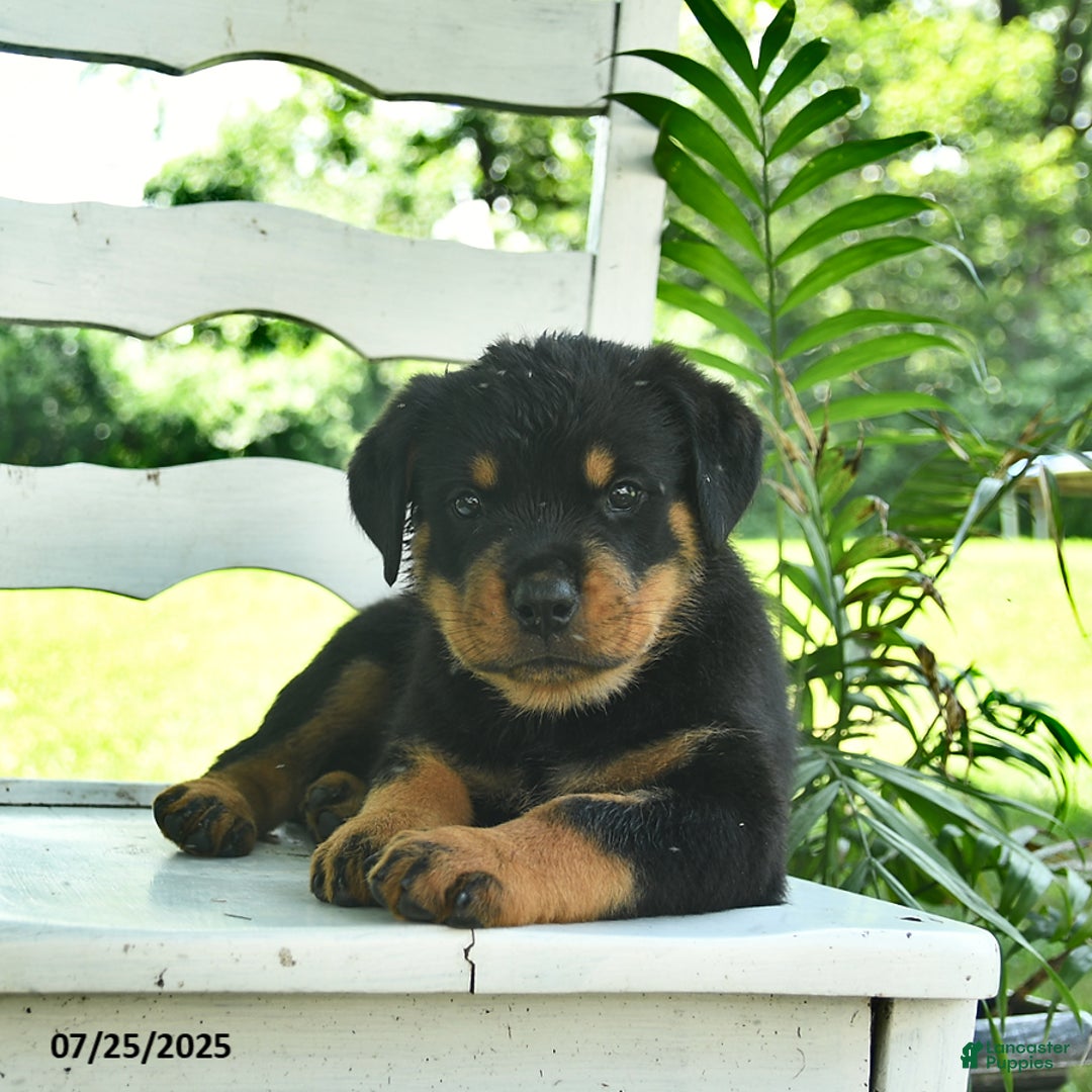 Rottweiler dogs for sale: Teddy - Image 2