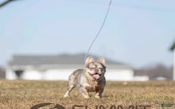 French Bulldog dogs for sale: Chase - Image 5