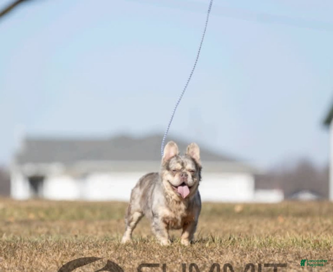 French Bulldog dogs for sale: Chase - Image 5