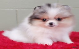 Pomeranian dogs for sale: Sparkle - Image 1
