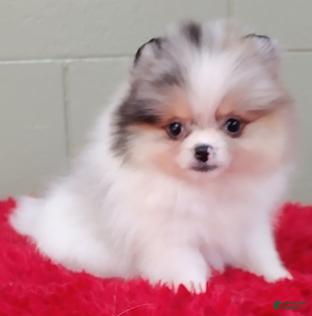 Pomeranian dogs for sale: Sparkle - Image 1