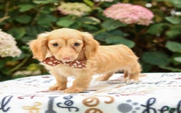 Miniature Dachshund dogs for sale: Sparky - Image 7