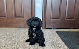 Cockapoo dogs for sale: Benjamin - Image 4