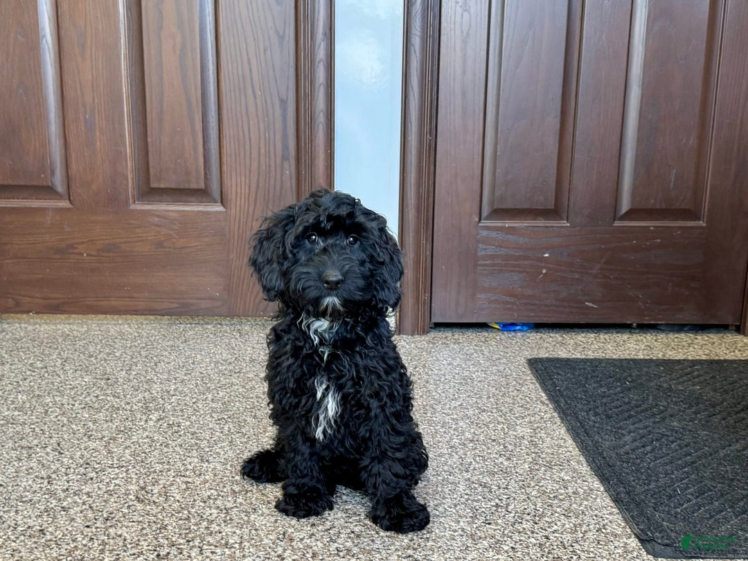 Cockapoo dogs for sale: Benjamin - Image 4