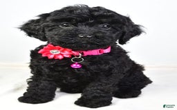Cockapoo dogs for sale: Nicole - Image 3